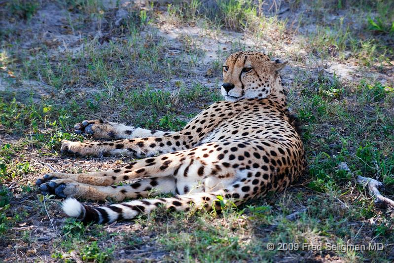 20090615_132747 D3 X1.jpg - Female cheetahs tends to be solitary